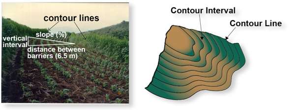 Contour Cultivation and Live Barriers for Small-Scale Farmers