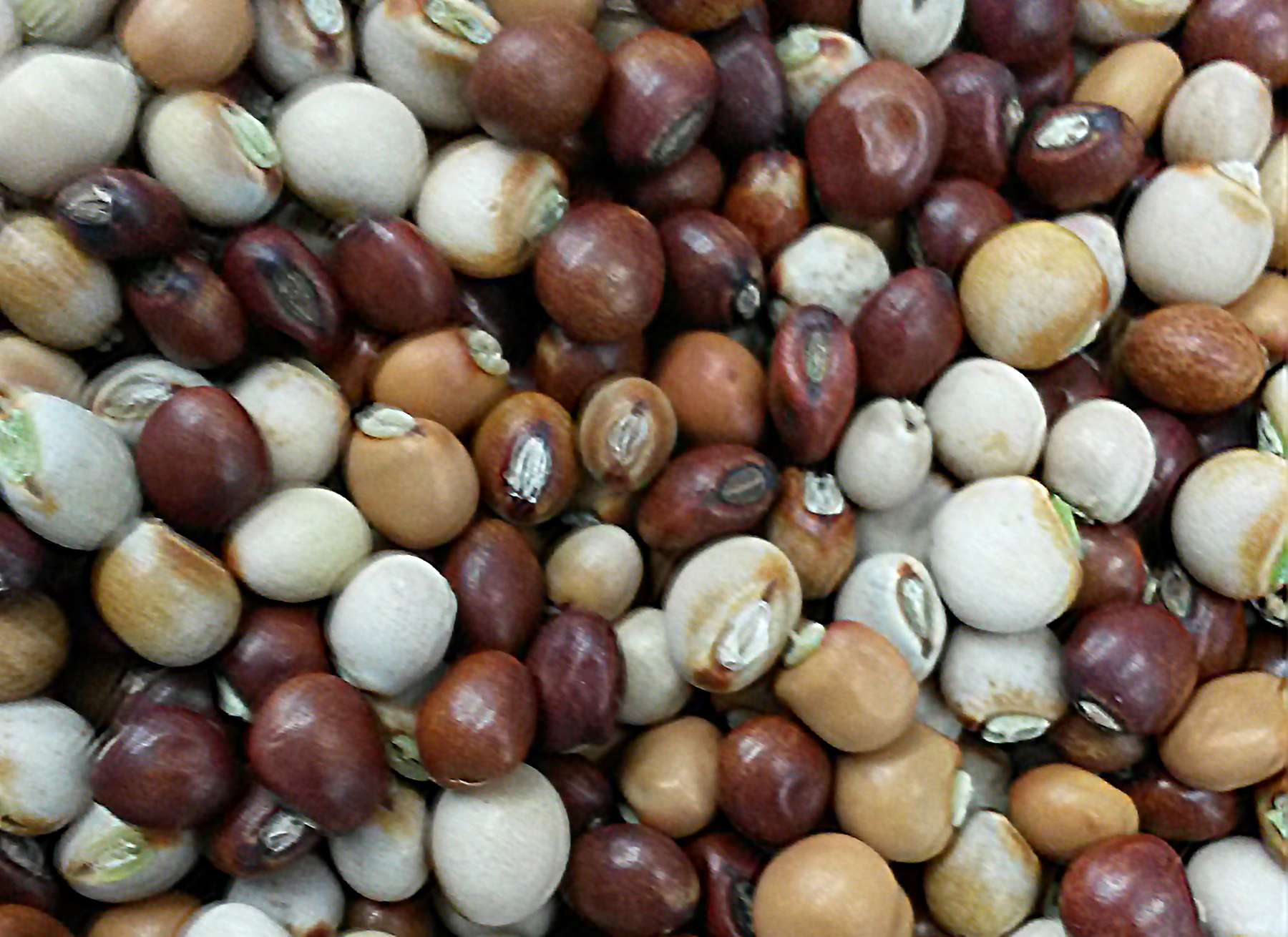 Factors to Consider when Selecting a Pigeon Pea Variety
