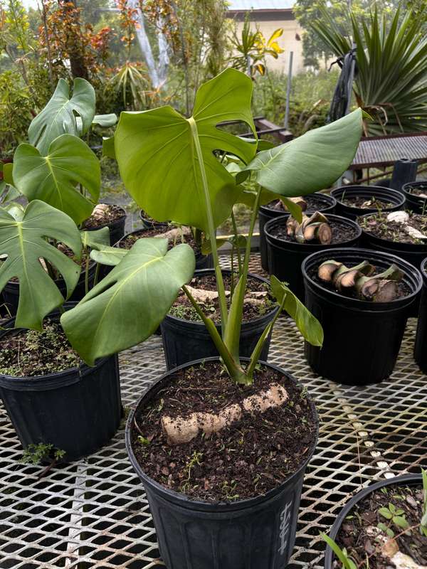 monstera adansonii vs monkey leaf Monstera adansonii main image 0