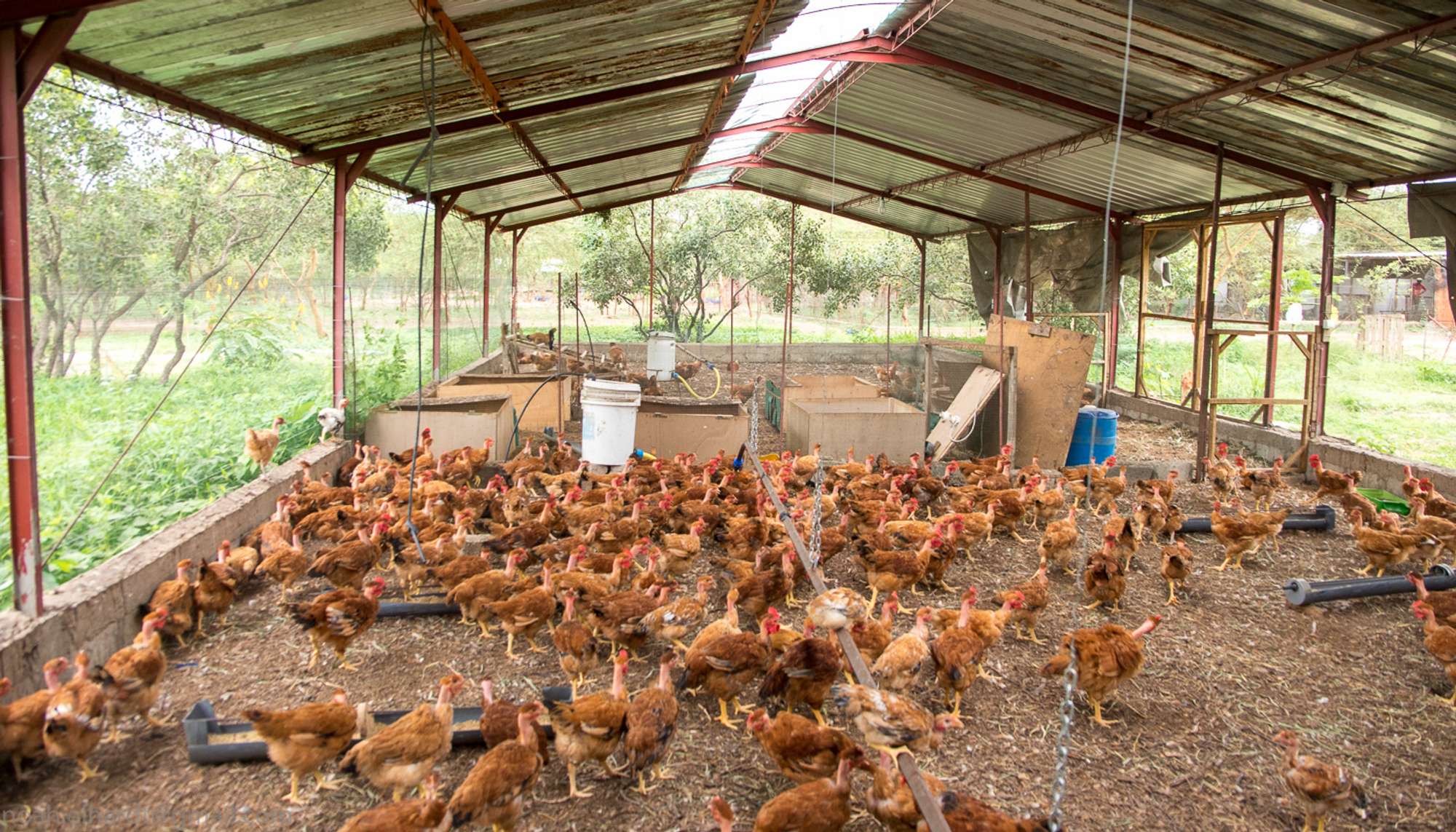 a-deep-litter-system-for-natural-chicken-production-echocommunity