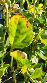 EDN172 Figure 19 malabar disease