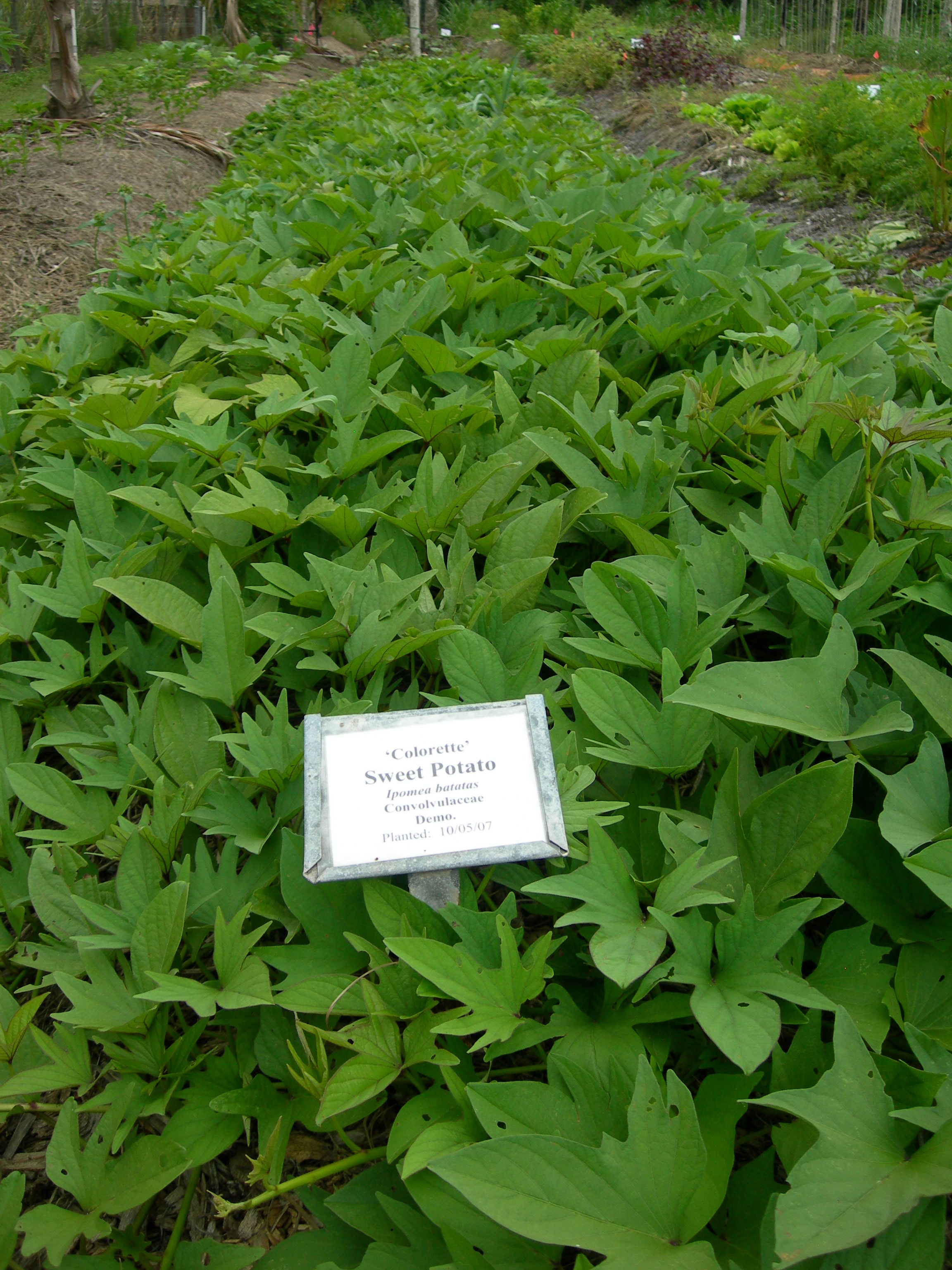 TN 59 Sweet Potato 1