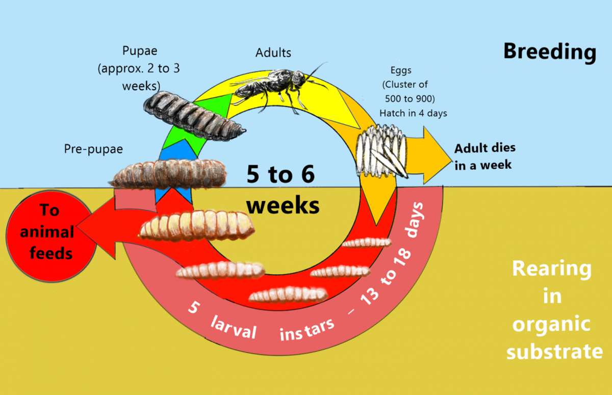 AN47 BSF Fig11