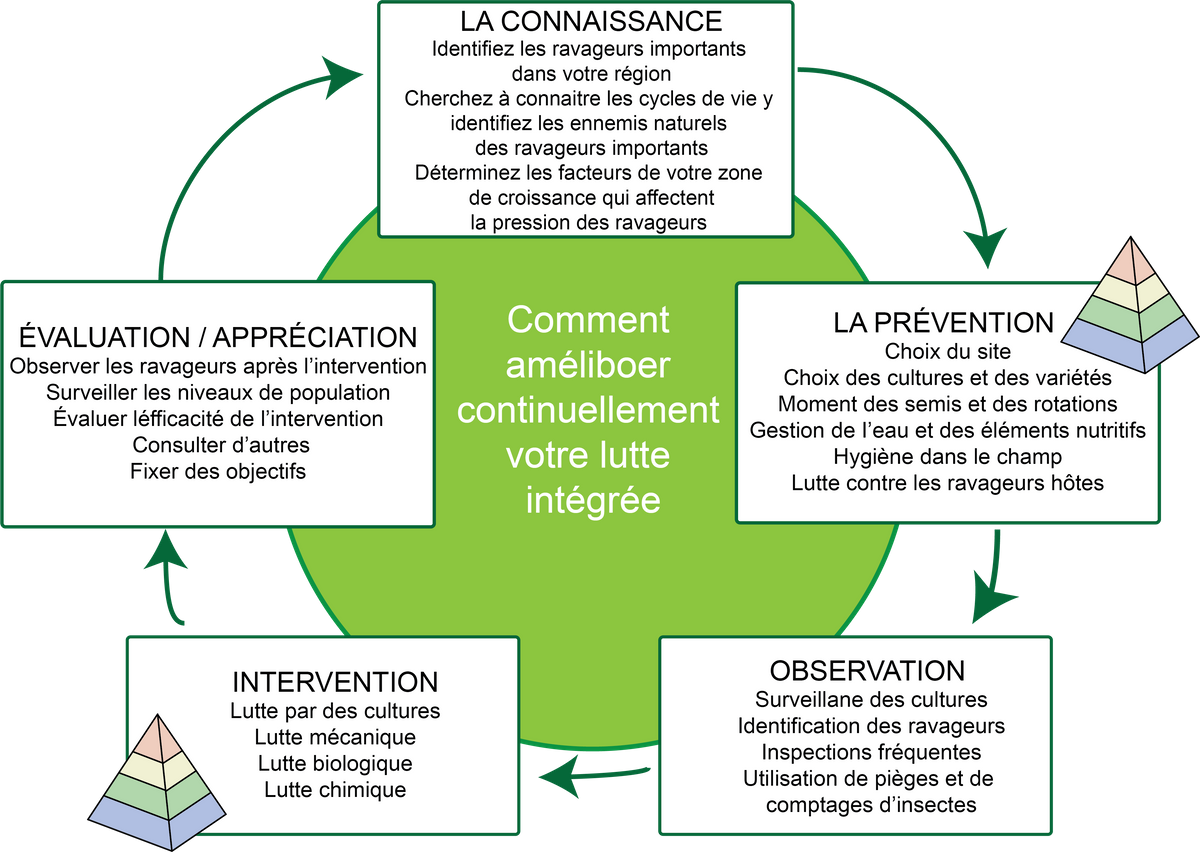 French IPM cycle