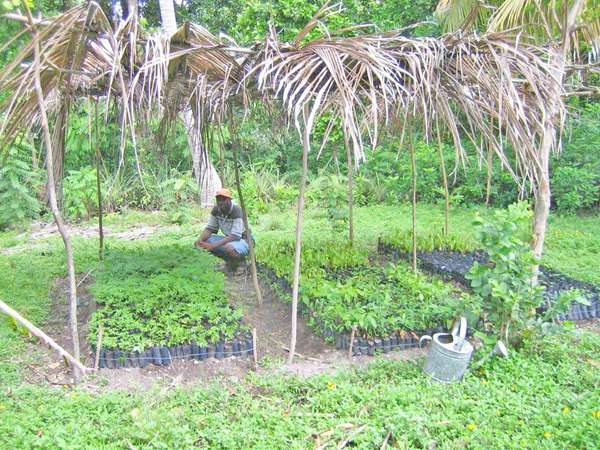 Bandeja que absorve la humedad del cultivo