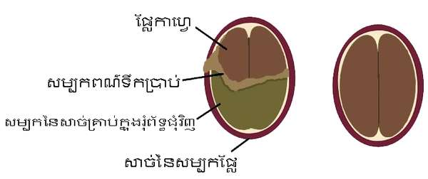 សម្បកគ្រាប់ខាងក្នុងកាហ្វេជាអាហារបំប៉នសម្រាប់គោក្របីយកទឹកដោ