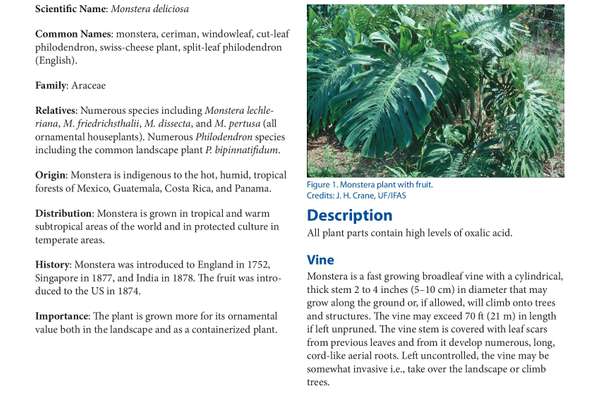 Monstera Growing in the Florida Home Landscape1 | ECHOcommunity.org