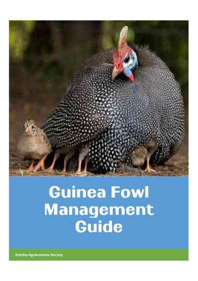 Guinea Fowl Management Guide – ZAS