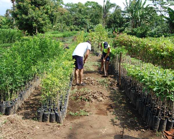 Planter Des Arbres Avec Des Graines Et Planter Des Arbres Aux Mains Des  Agriculteurs Idées De Croissance Des Plantes