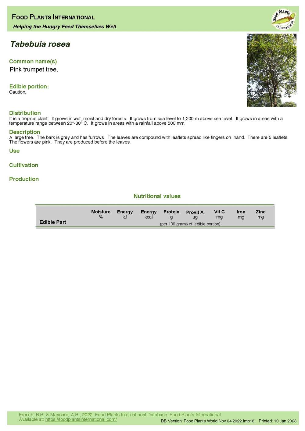 Tabebuia rosea - Pink Trumpet Tree | ECHOcommunity.org