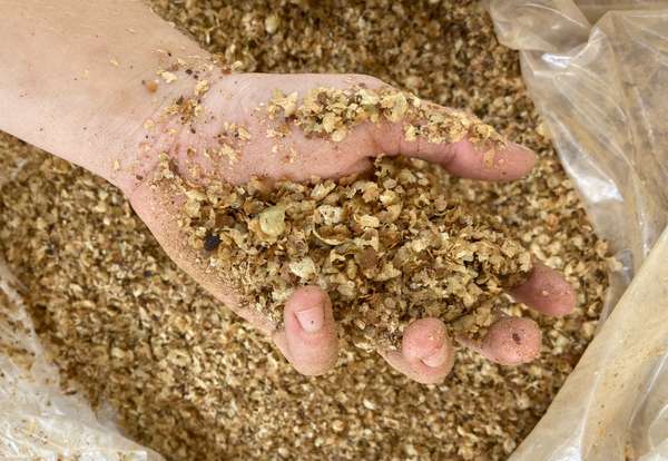 Composting Coffee Chaff (Silverskin)