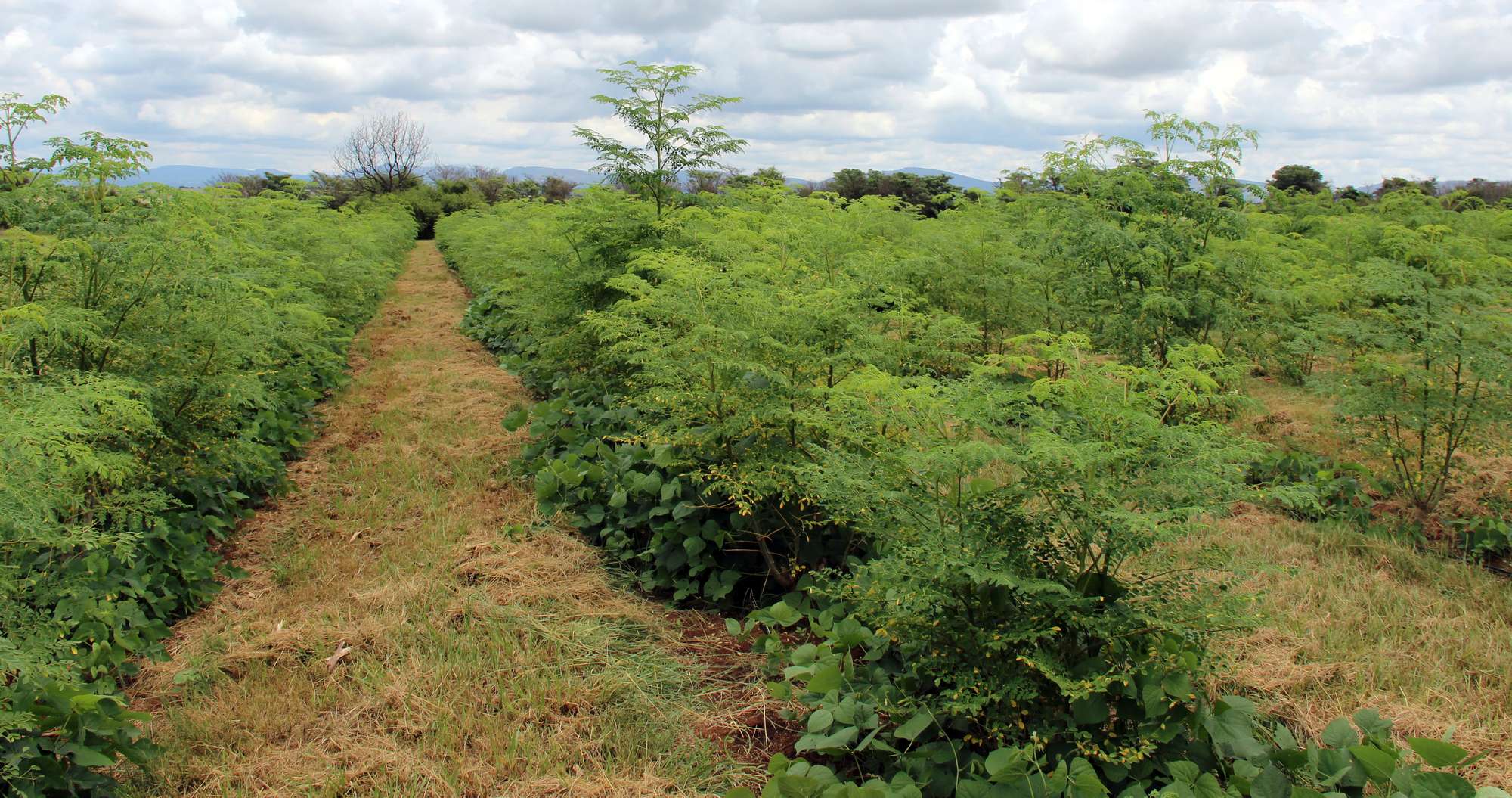 Moringa Productivity with Legume Intercropping | ECHOcommunity.org