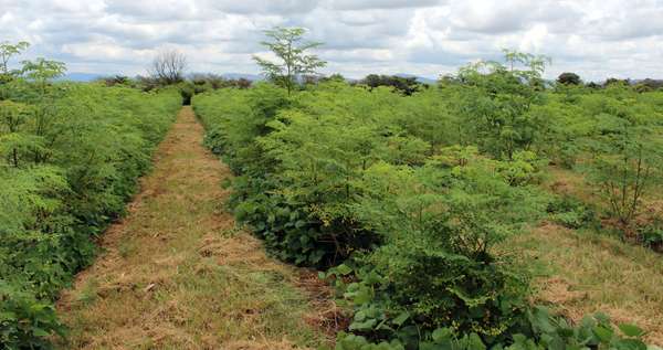 Cómo sembrar moringa en casa - pasos y consejos