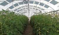 EDN171 Figure 16 greenhouse tomatoes