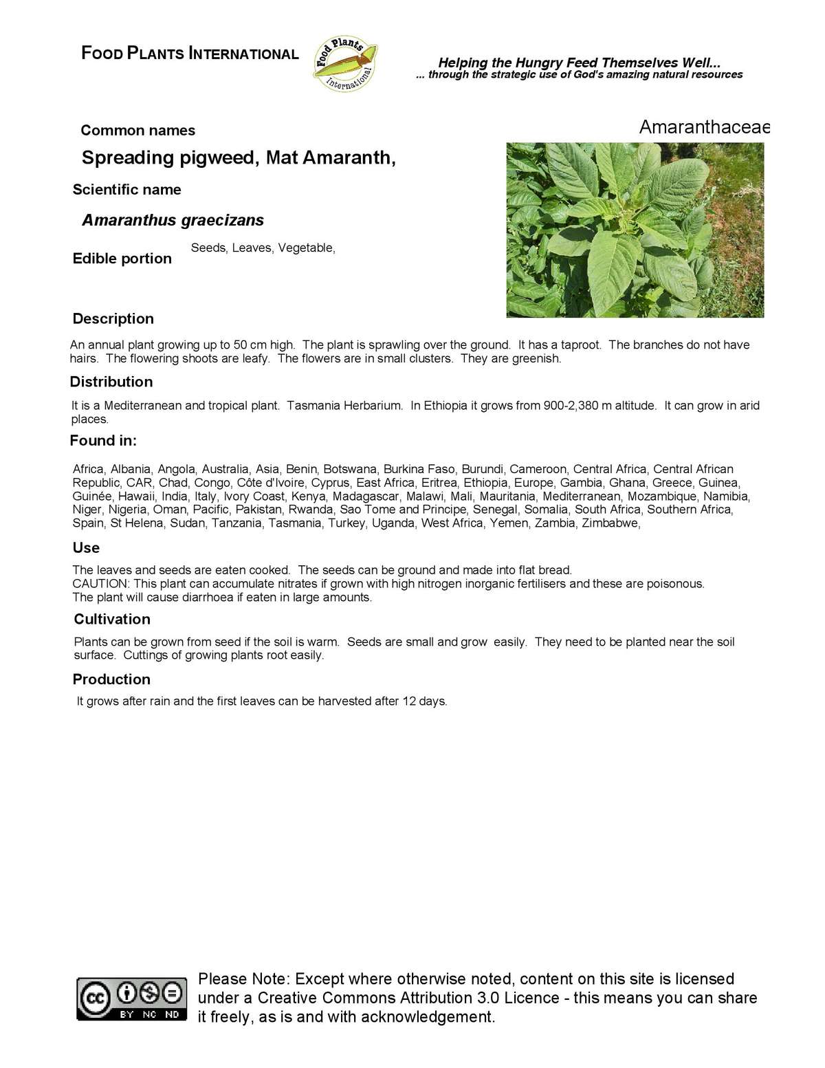 Amaranthus graecizans - Spreading pigwee, Mat Amaranth | ECHOcommunity.org