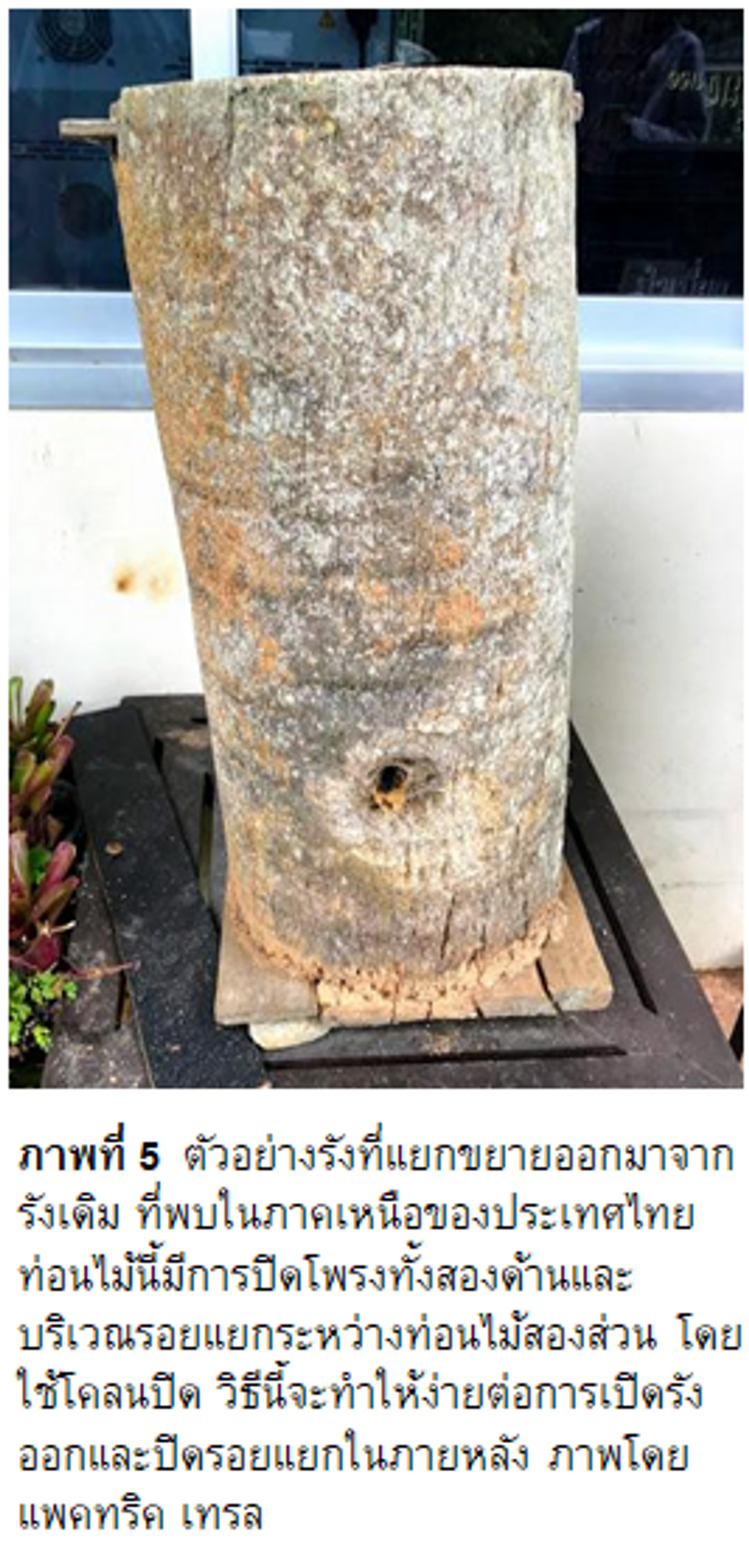 Thai AN 45 Stingless Beekeeping Figure 5