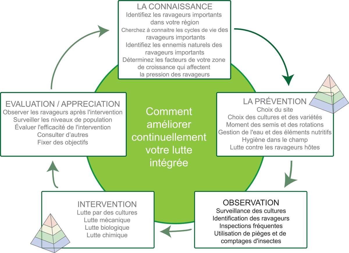 Lutter contre les maladies & ravageurs - Huile de Neem 1 L