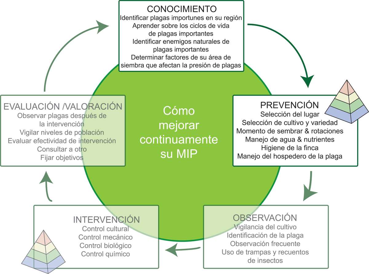 Prevencion De Plagas Echocommunity Org