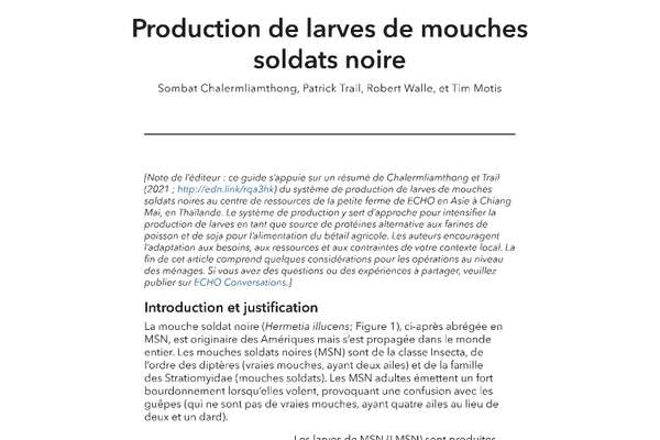 Production de larves de mouches soldats noire