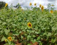 EDN172 Figure 12 Record sunflower