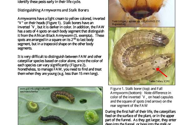 maize-armyworm-and-stalk-borer-scouting-echocommunity