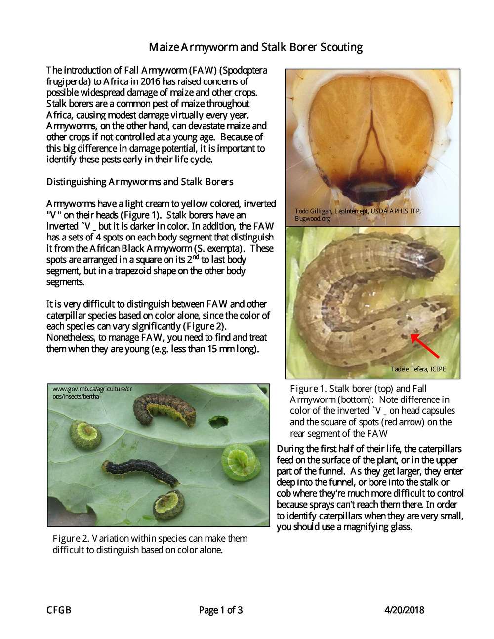 Maize Armyworm and Stalk Borer Scouting | ECHOcommunity.org