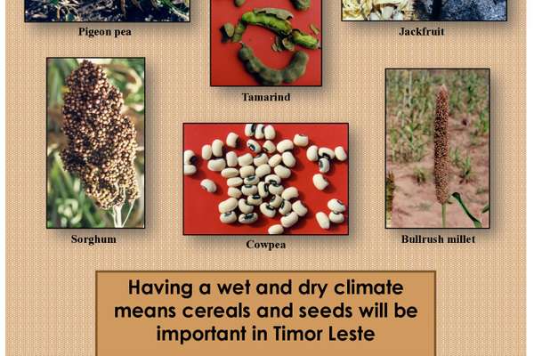 Poster - Timor Leste - Seeds You can Eat | ECHOcommunity.org