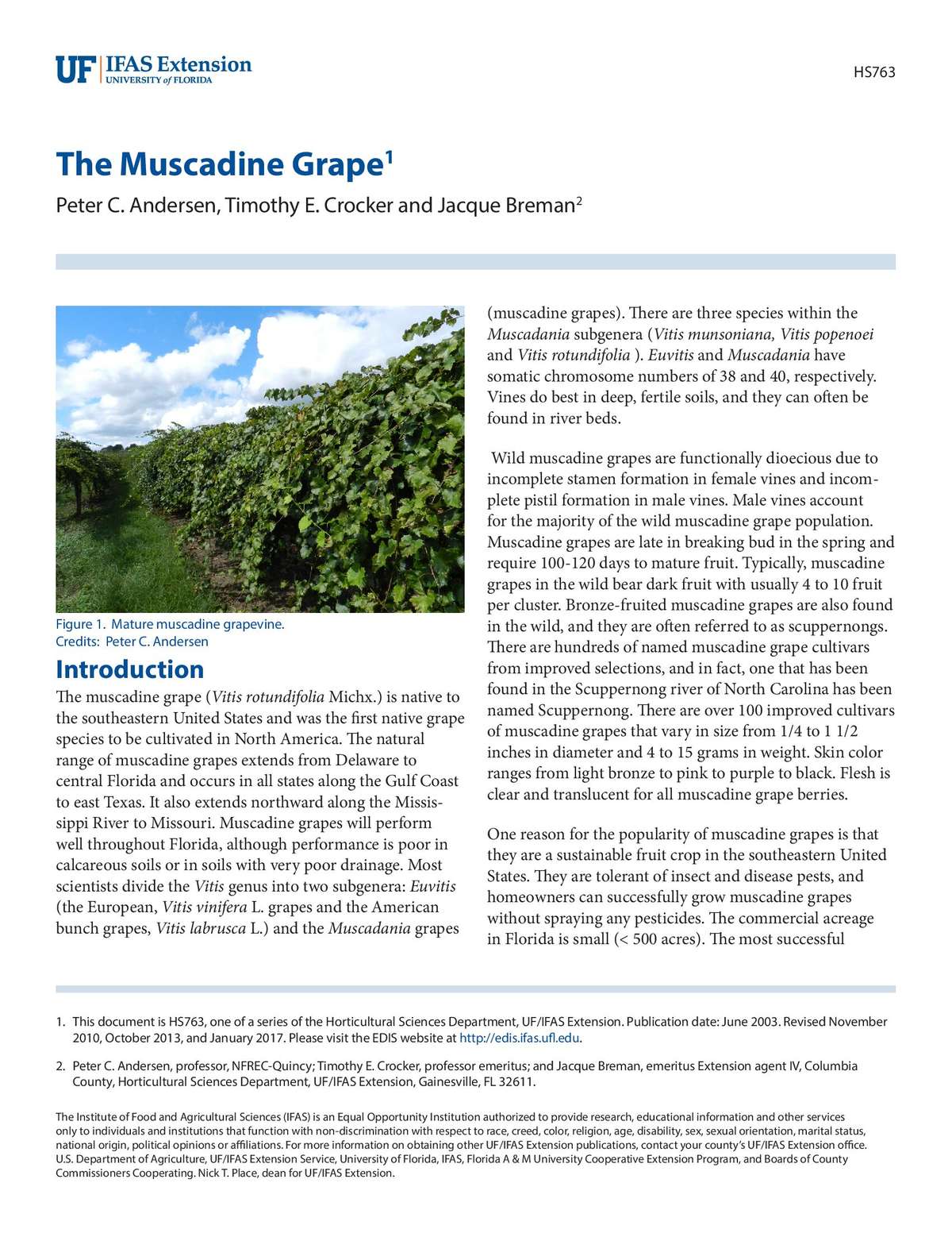 The Muscadine Grape | ECHOcommunity.org