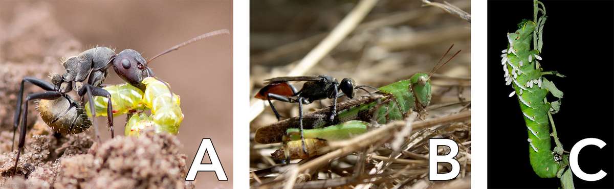 Un Insecte Sur Un Morceau De Tissu Avec Un Treillis Métallique En  Arrière-plan.