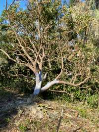 Cómo evitar daños en el techo a causa de los árboles y cómo encargarse de  un árbol caído - IKO