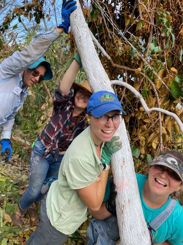 Triage and Recovery of Small Trees Toppled by Storms