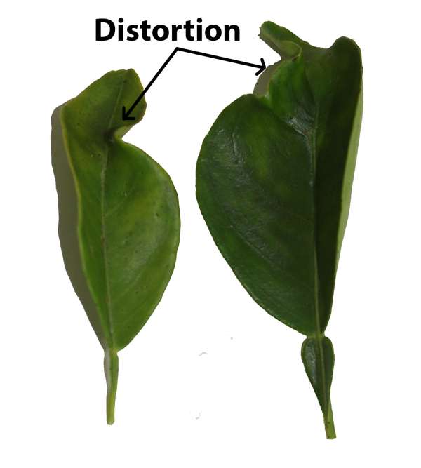 The many causes of leaf curling