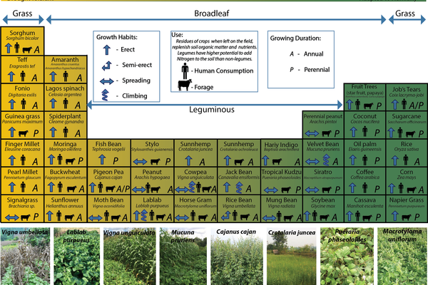 Image of Intercropping chart for vegetables and cover crops