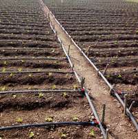 furrow irrigation for trees