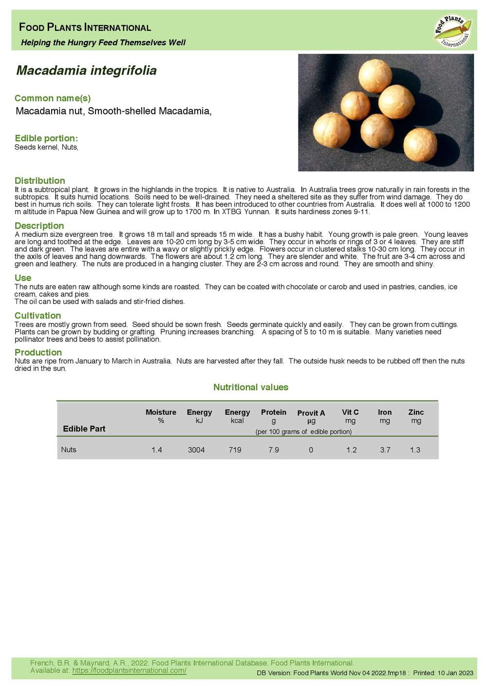 Macadamia integrifolia Macadamia Nut, Smoothshelled Macadamia