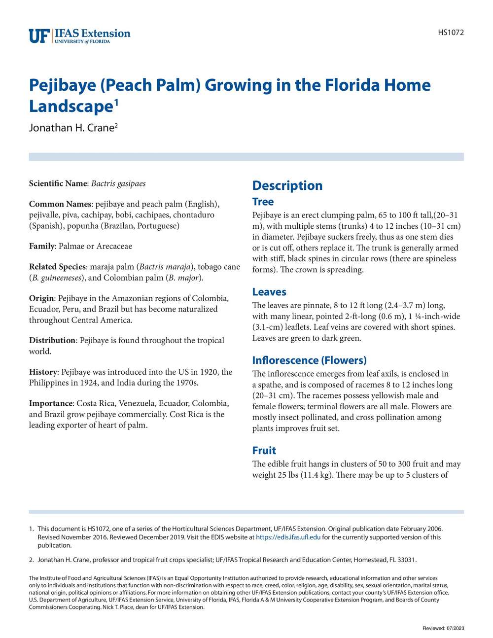 Pejibaye (Peach Palm) Growing in the Florida Home Landscape ...