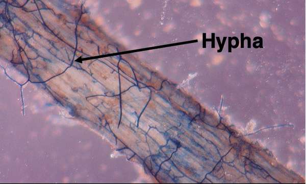 AN 43 Fungi Fig 4