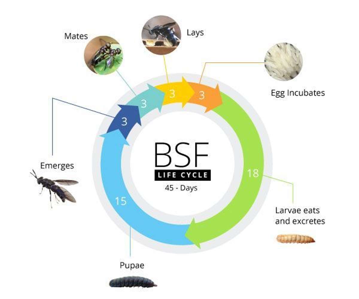 black soldier fly life cycle