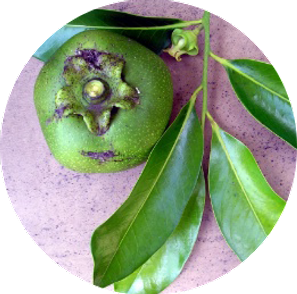 Black Sapote Seeds - Now available for a limited time!