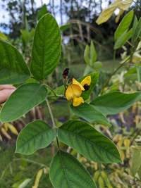 EDN170 Figure 9 Georgia-1 pigeon pea