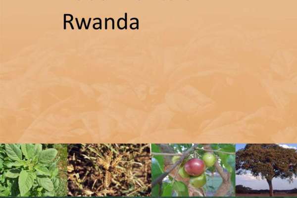 potentially-important-food-plants-of-rwanda-echocommunity