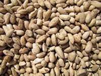 EDN171 Figure 5 neem kernels