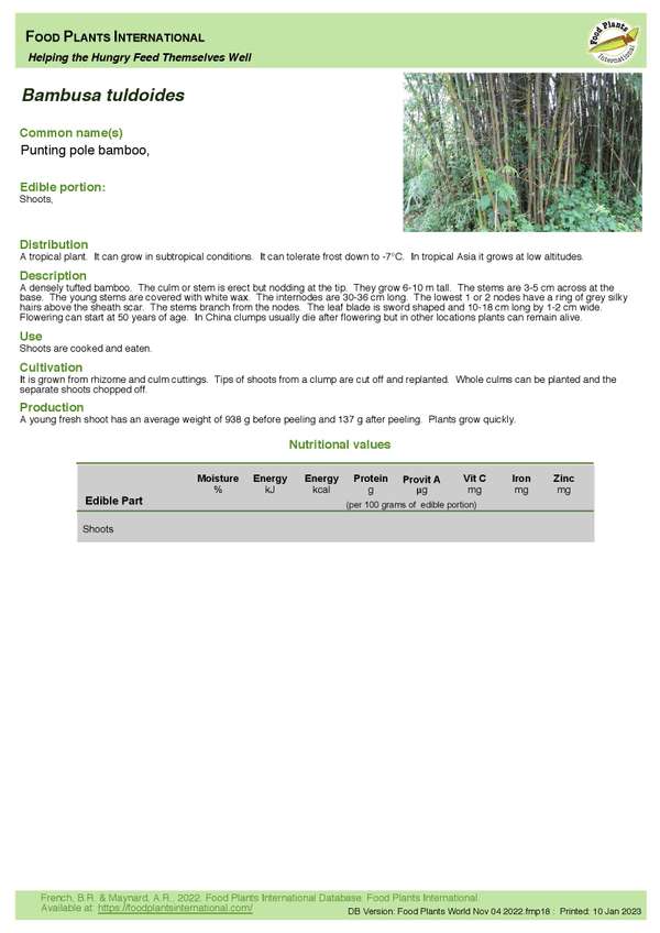 Bambusa tuldoides Punting Pole Bamboo