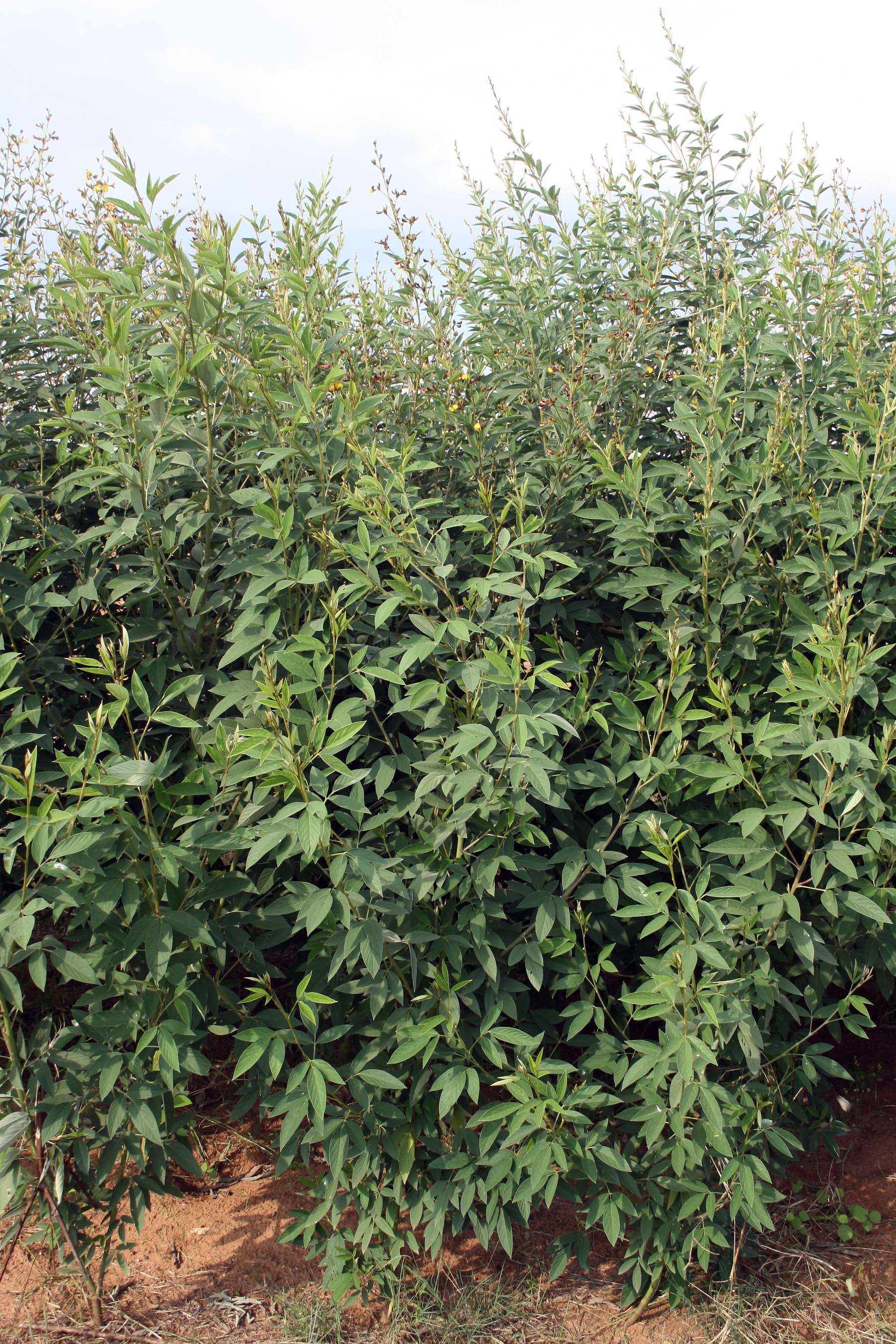 Factors to Consider when Selecting a Pigeon Pea Variety