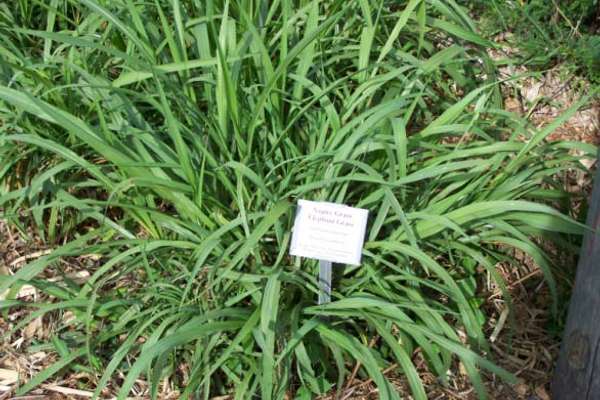 grass food for rabbit