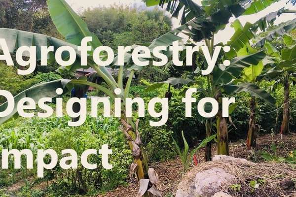 Course Promo Intro To Agroforestry | ECHOcommunity.org