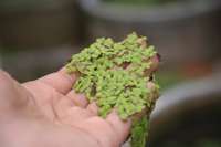 EDN172 Figure 3 Lemna minor