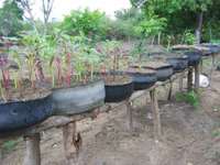 Tire Gardens elevated