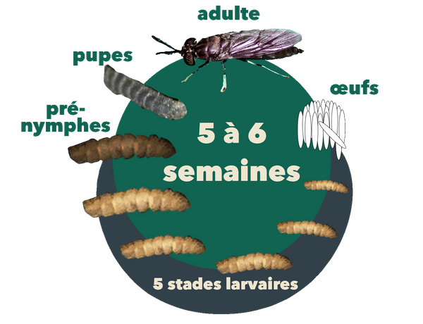 Vers de farine séchés en seau 600 gr