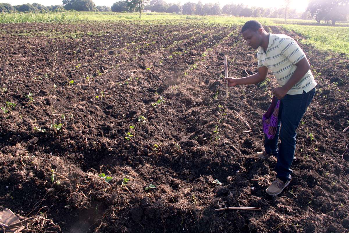 Haitian Agriculture Student Works In His Field